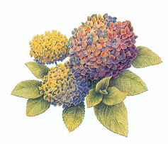 網(wǎng)頁制作大寶庫 美術設計之漫畫集錦與圖案設計服務